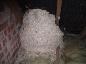 hornet nest removal