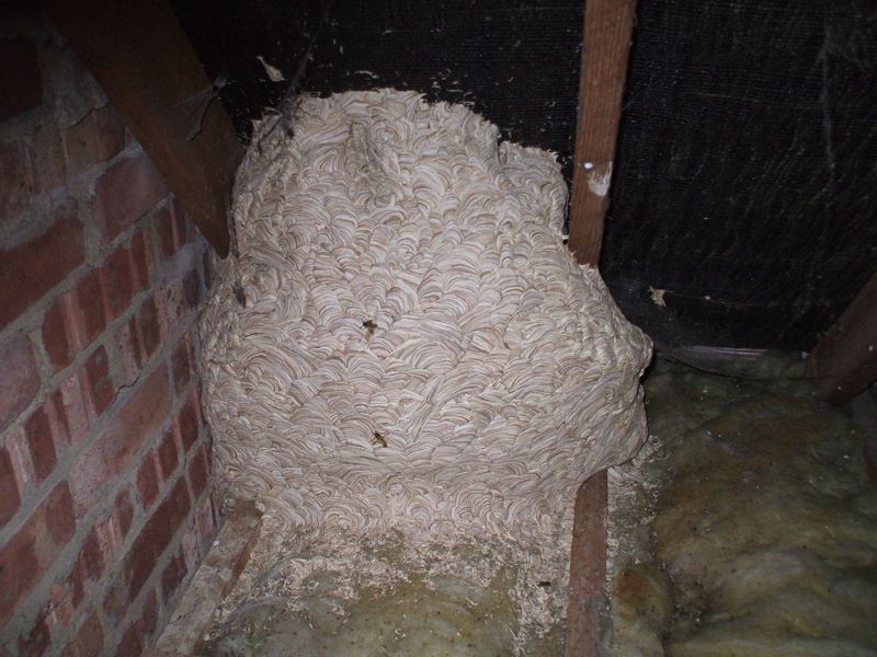 hornet nest removal
