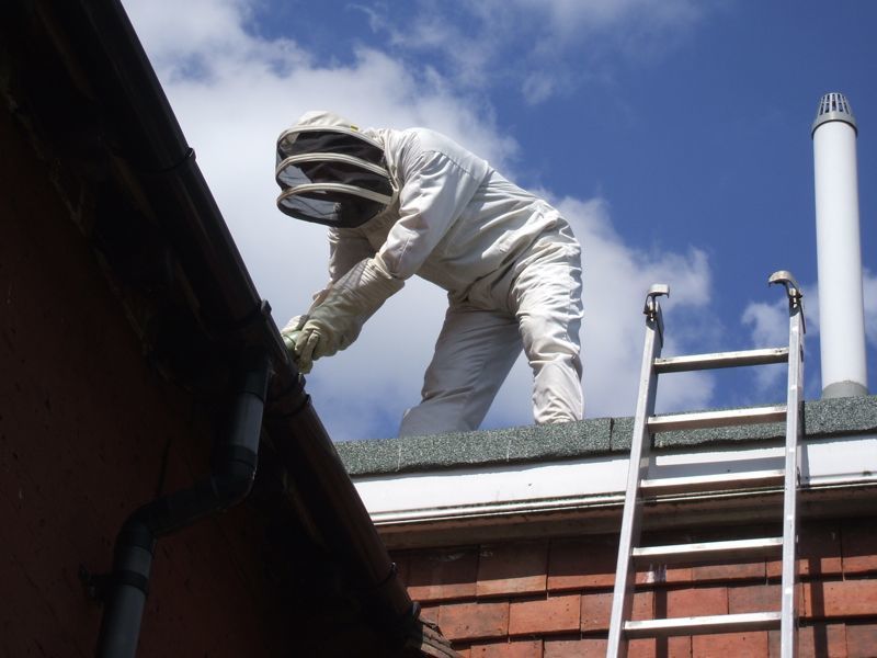 Wasp Nest Removal