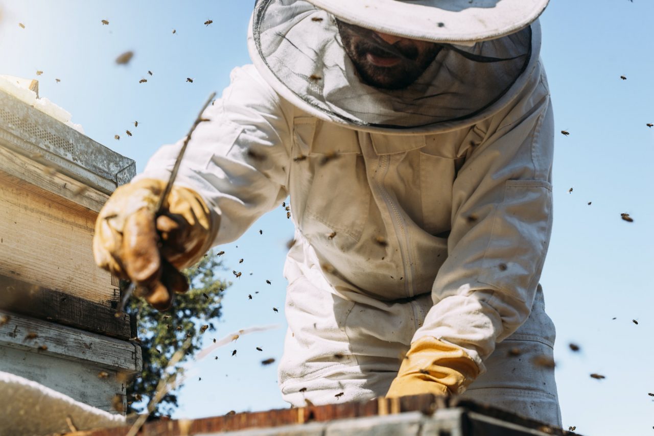 Wasp Nest Treatment