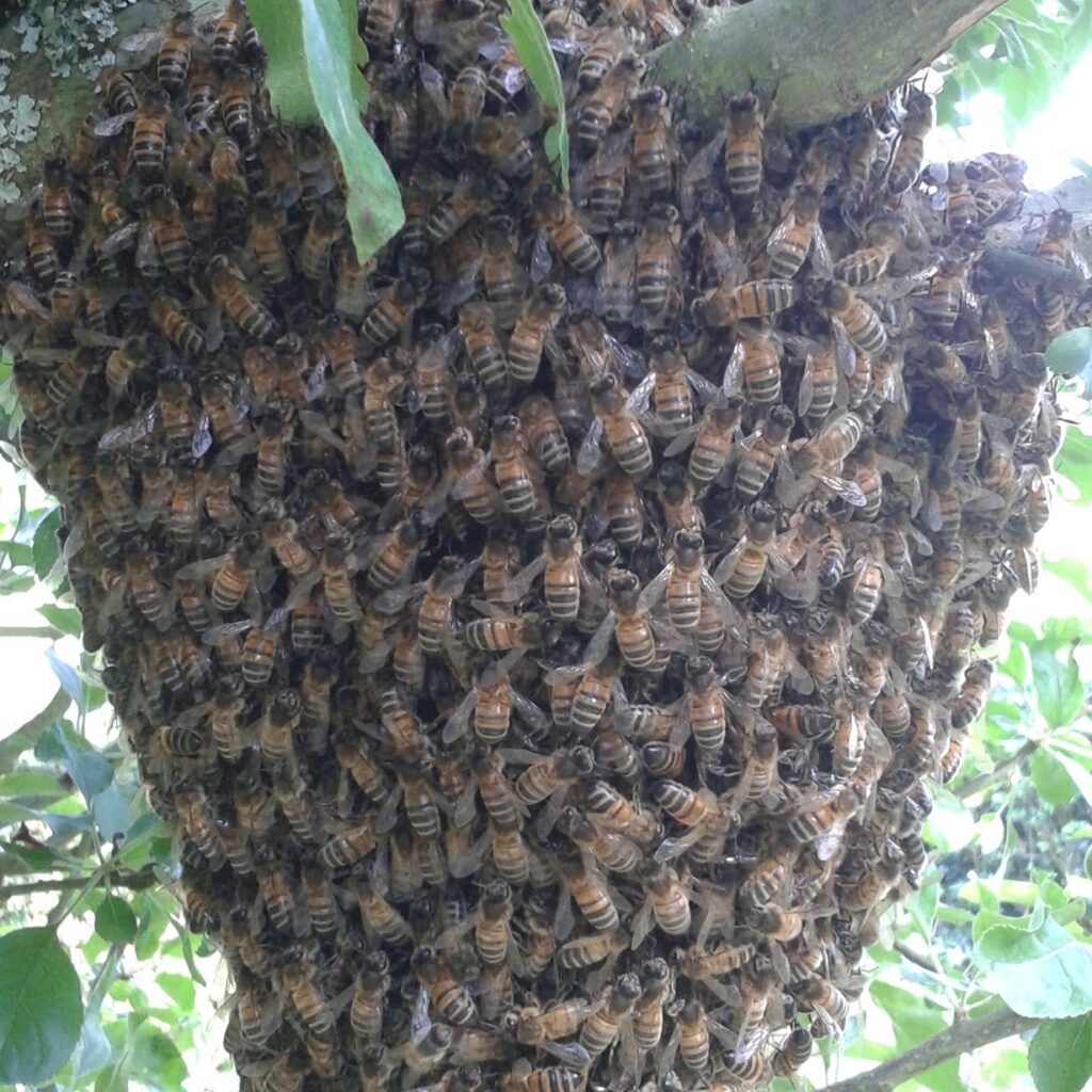 Restore Bees Bee Rehoming Service | Ethical Bee Relocation