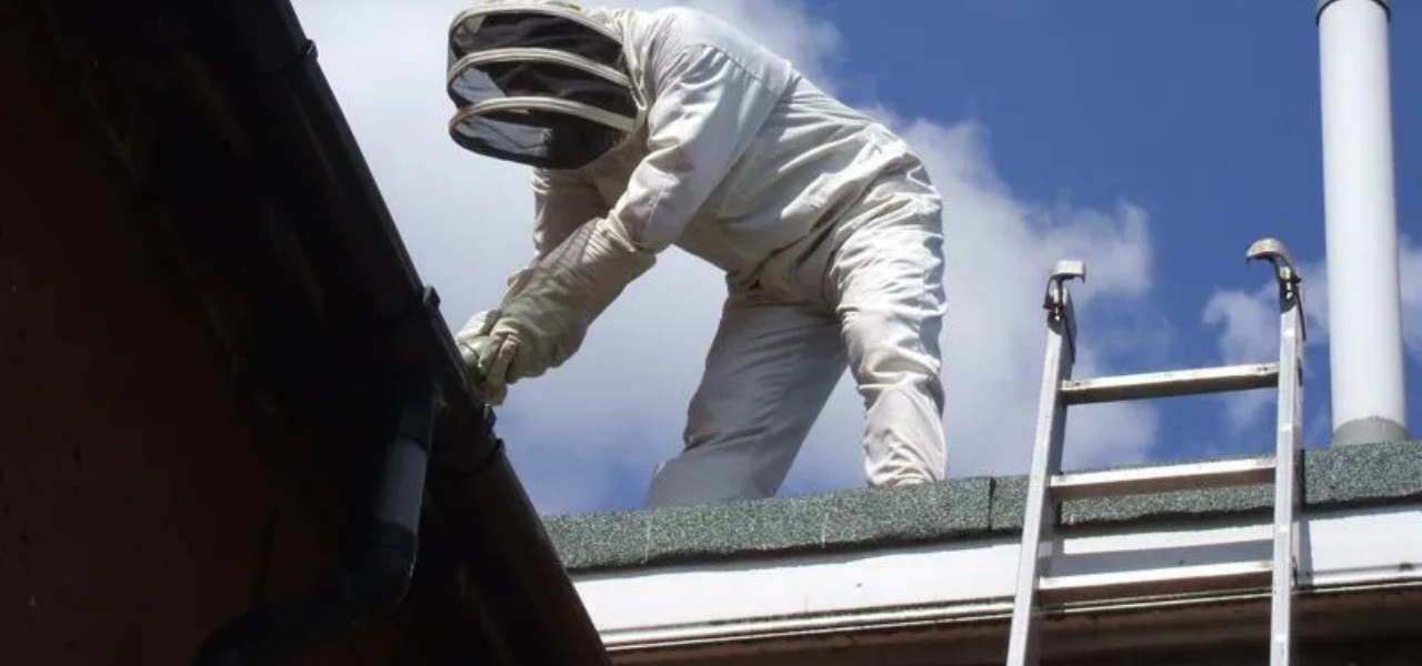 Wasp Nest Treatment