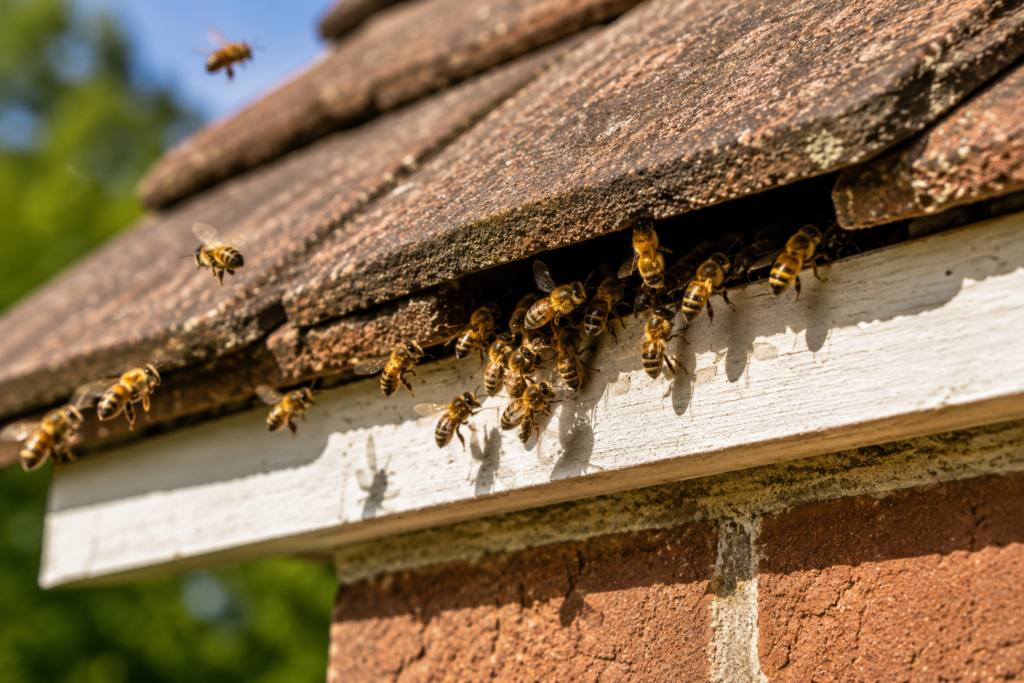 Professional pest control technician inspecting an active wasp nest at a residential property in Kent