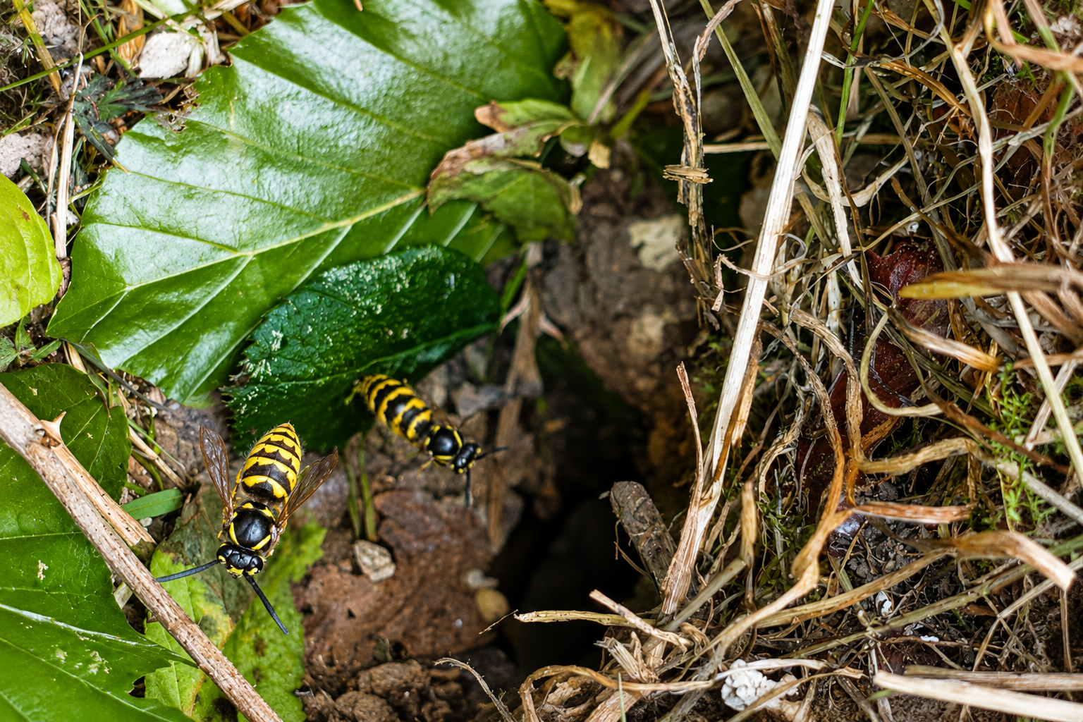Professional wasp nest treatment typically takes between 30 and 60 minutes, with nest activity reducing over the following 24–48 hours.
